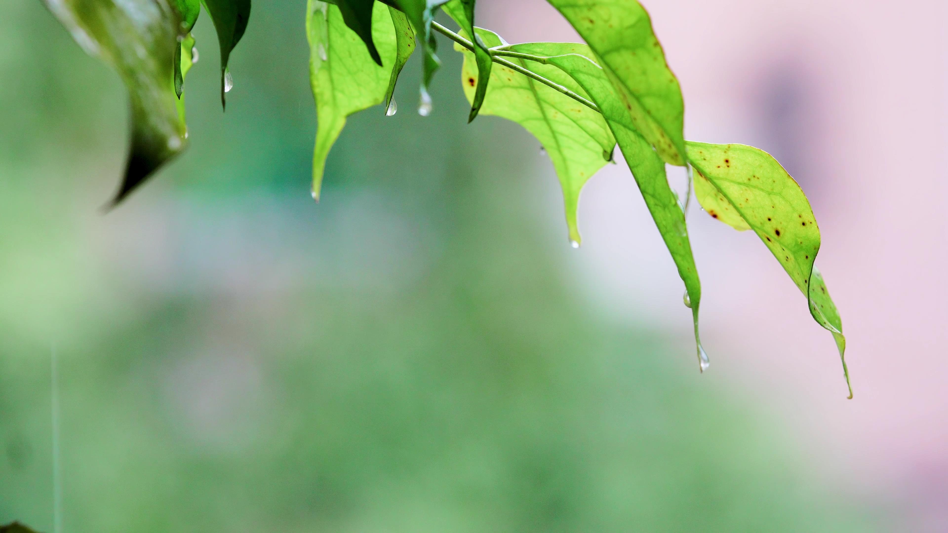 4k清晨雨水树叶露珠微距春天春雨视频的预览图