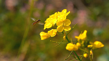 1080p实拍春天唯美蜜蜂飞舞采蜜升格空镜视频的预览图