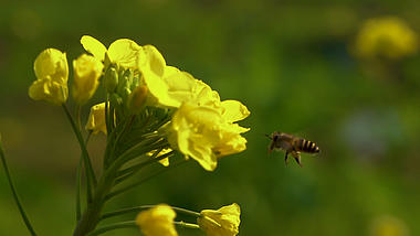 1080p唯美春天蜜蜂在油菜花钟采蜜升格慢镜头空镜视频的预览图