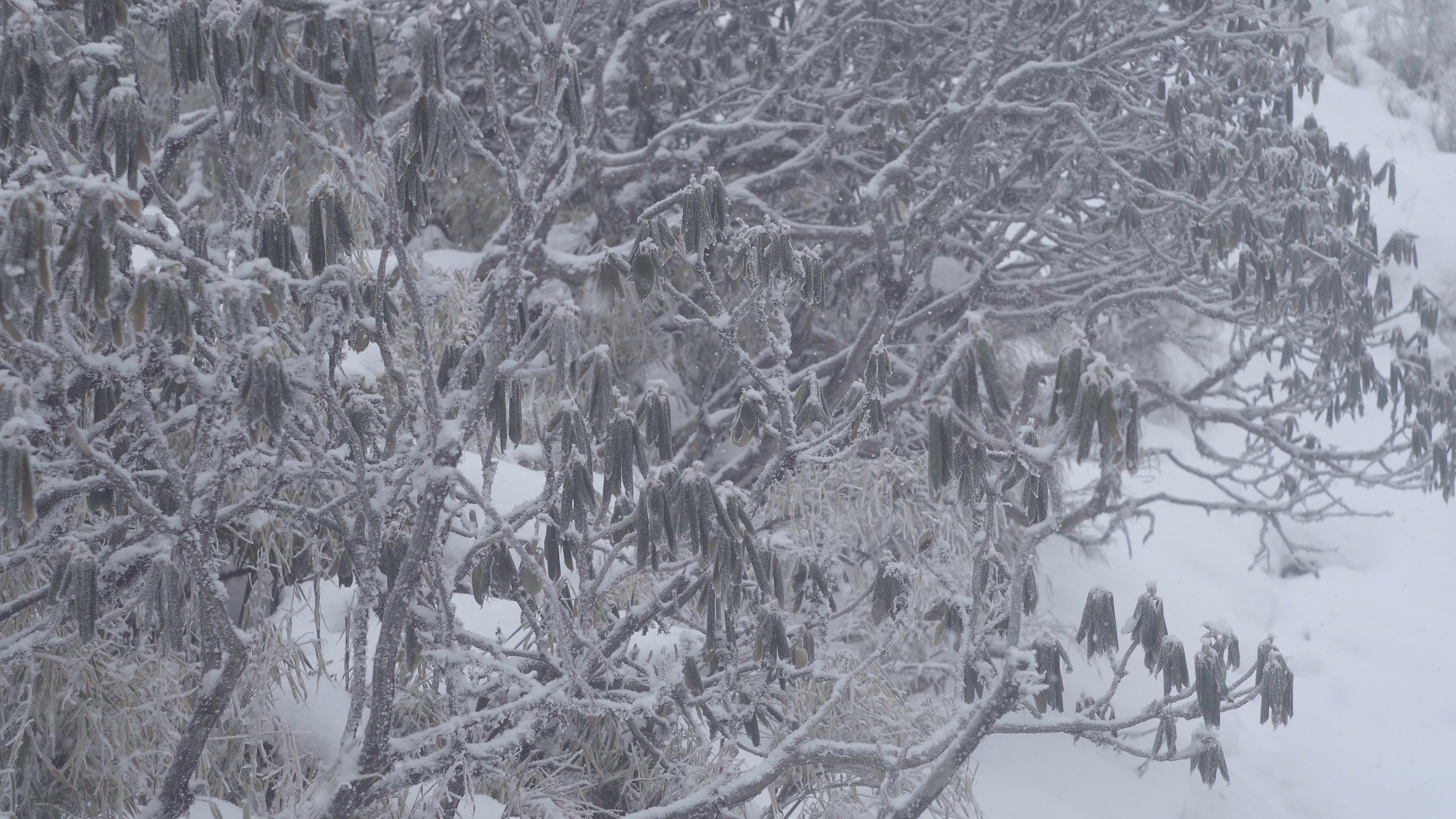 4k冬天大雪风雪中摇曳的树叶枝芽视频的预览图