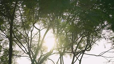 4k唯美清新阳光照射穿透绿色树木植物空镜视频的预览图