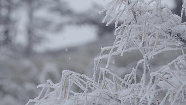 4k唯美白芒冰雪中结成冰霜的树枝空镜视频的预览图