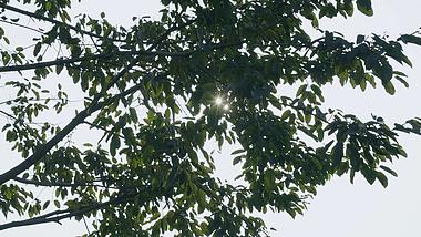 4k唯美清新春天阳光光斑穿过树木树叶空镜实拍视频的预览图