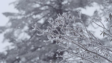 4k唯美冬天大雪纷飞中的树枝嫩芽空镜视频的预览图
