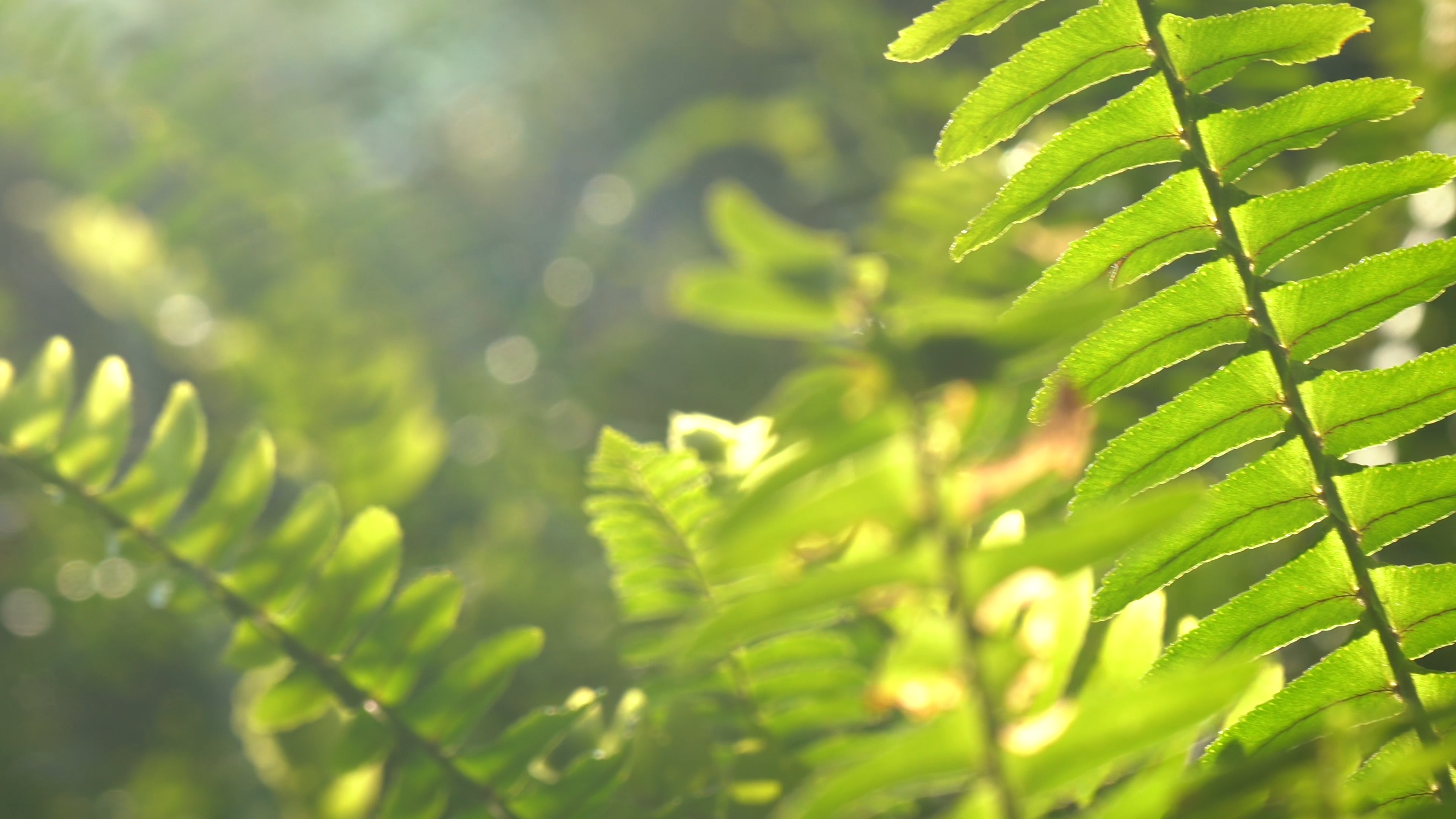 4K实拍唯美阳光照射下绿色植物空镜头视频的预览图
