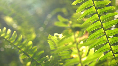 4K实拍唯美阳光照射下绿色植物空镜头视频的预览图