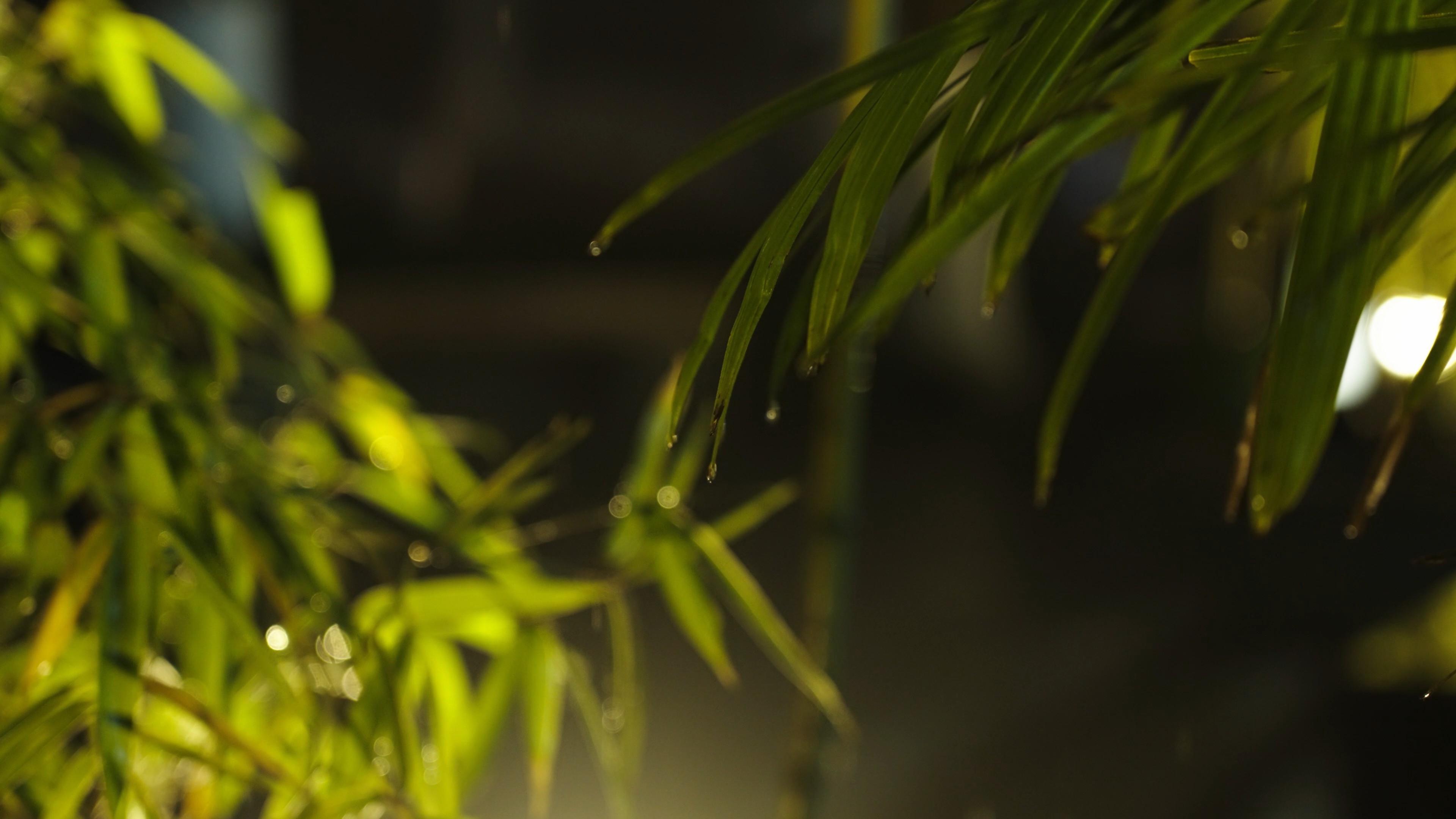 4k唯美升格雨天夜晚雨滴绿色植物空镜视频的预览图