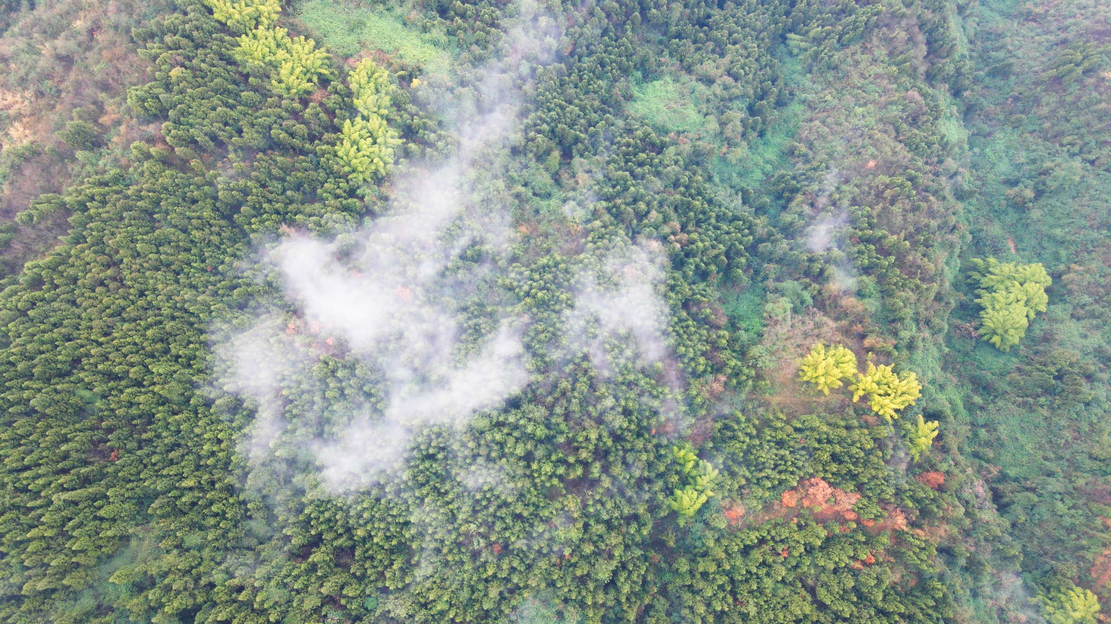 4K航拍绿色植物生态环境云雾缭绕人间仙境视频的预览图