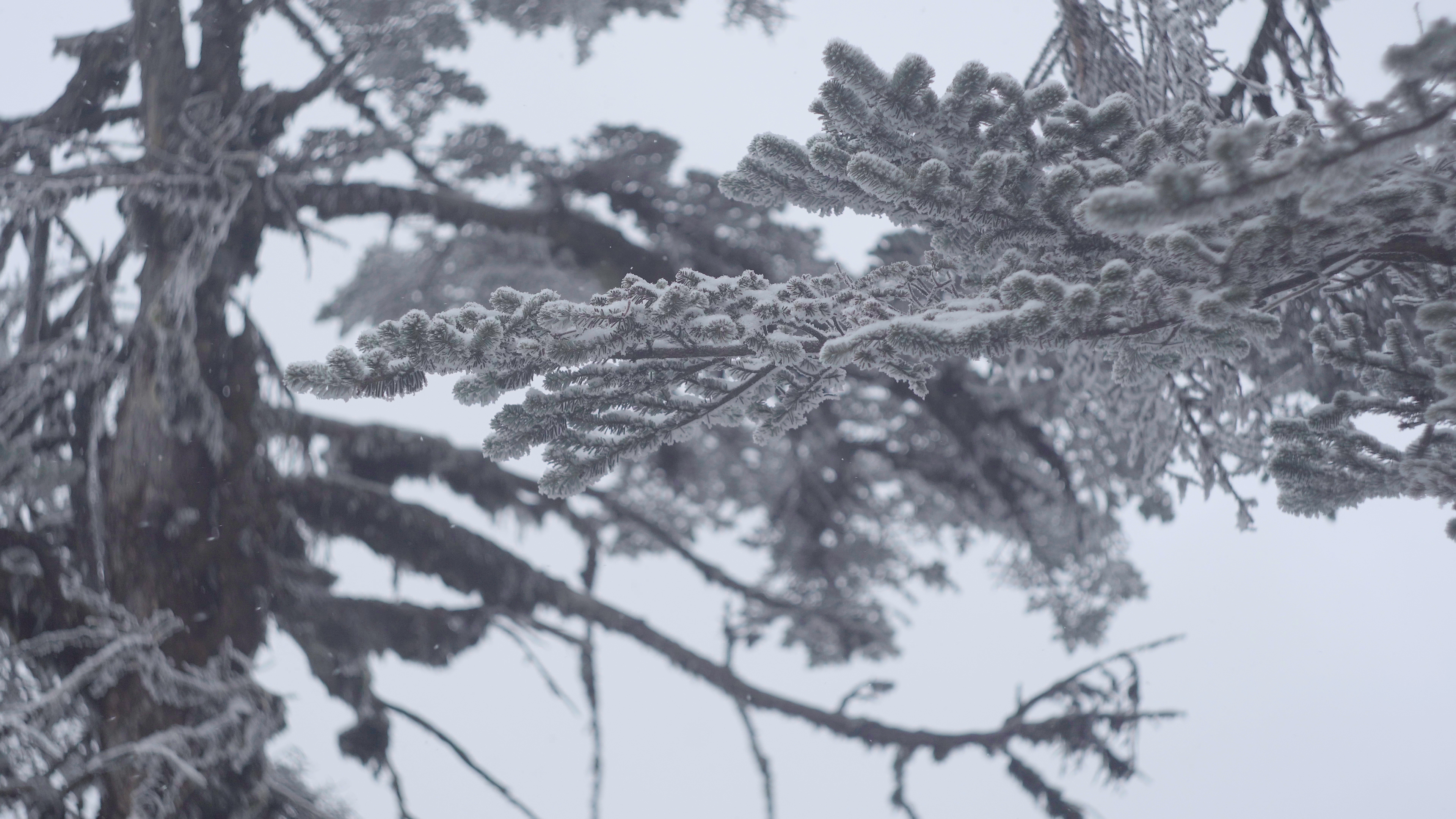 4k冬天下雪松树上的雪挂雾凇视频的预览图