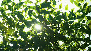 4K实拍阳光透过绿树植物唯美空镜视频视频的预览图