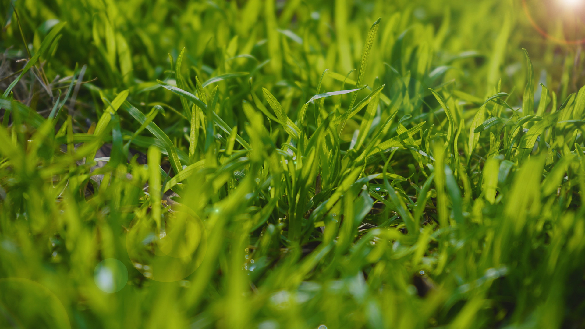 4K实拍春天唯美阳光下的小草植物视频空镜视频的预览图