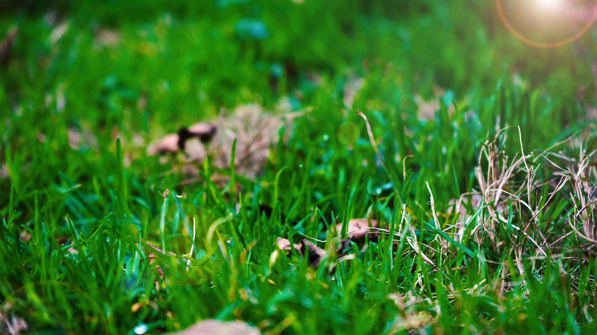 4K实拍春天唯美植物小草空镜视频的预览图