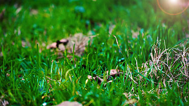 4K实拍春天唯美植物小草空镜视频的预览图