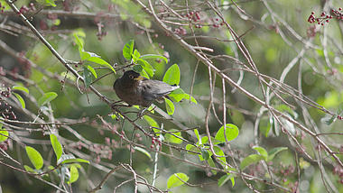 4k春天小鸟在树上欢乐的觅食视频的预览图