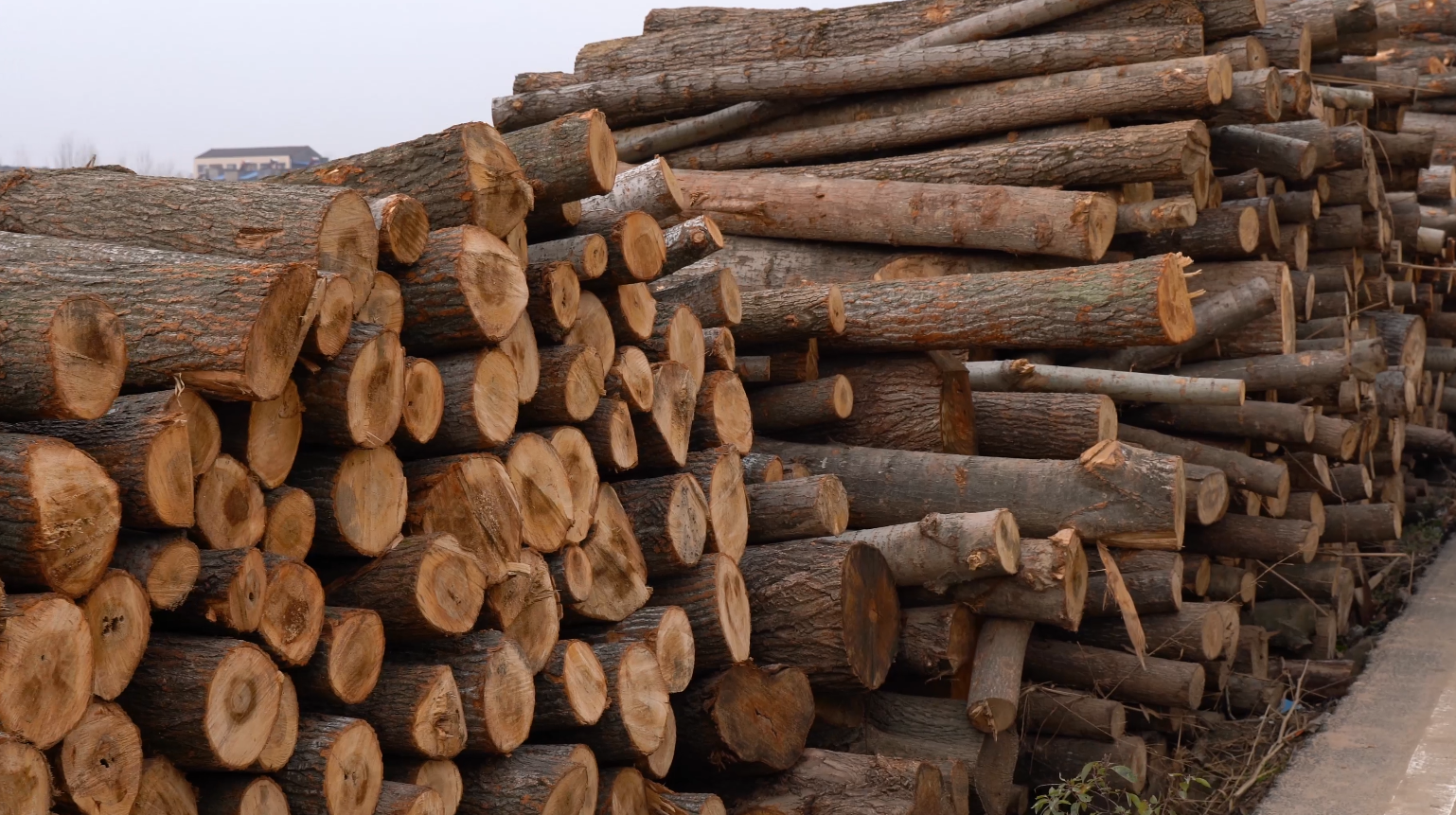4K木材伐木加工厂木头乱砍乱伐视频的预览图