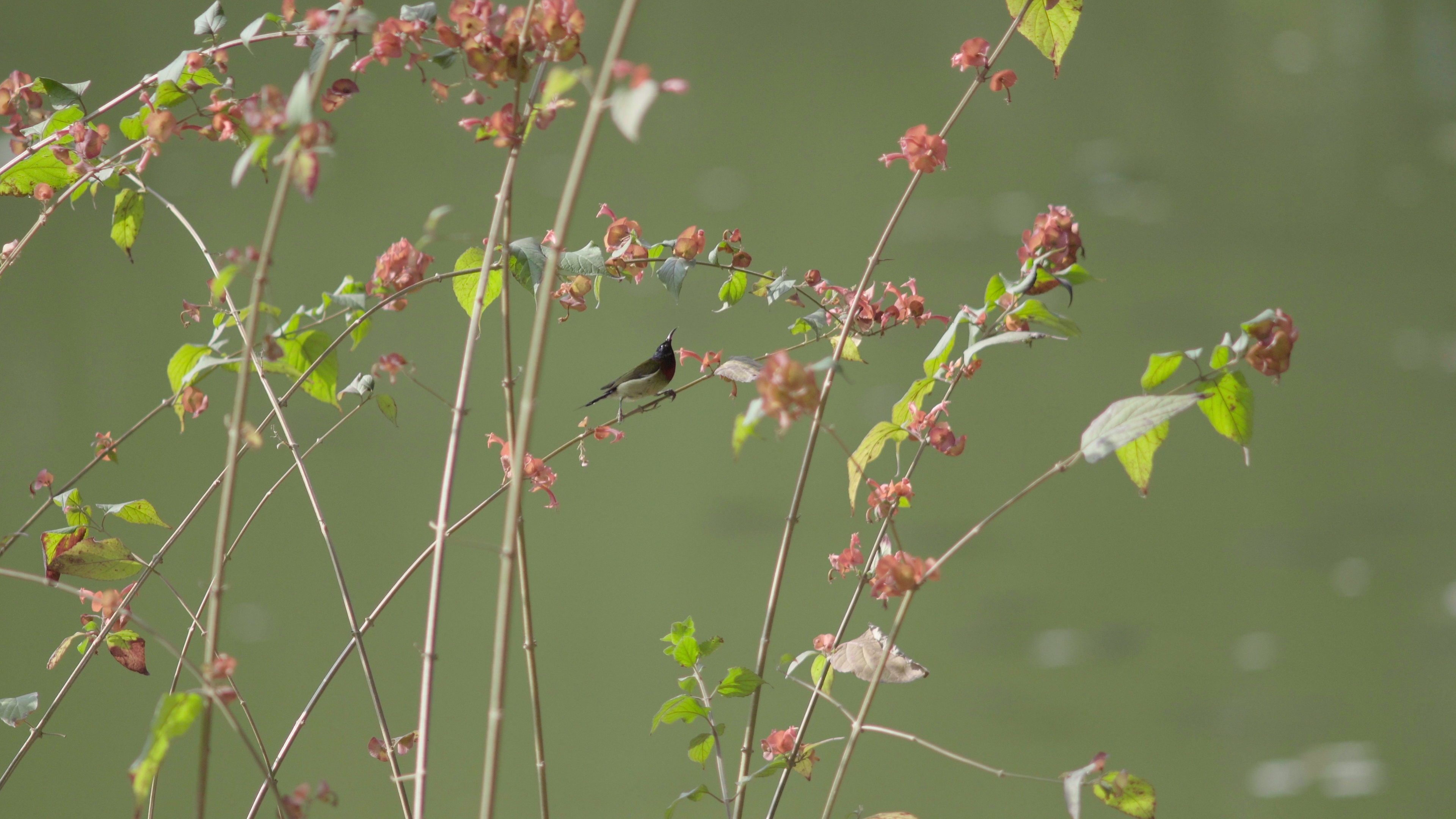 4k春天花树上欢乐觅食的美丽小鸟视频视频的预览图