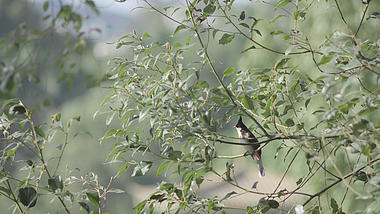 4k春天美丽的小鸟栖息在树梢上视频的预览图