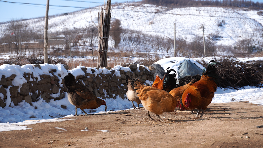 4K乡村冬天公鸡动物觅食空镜头视频的预览图