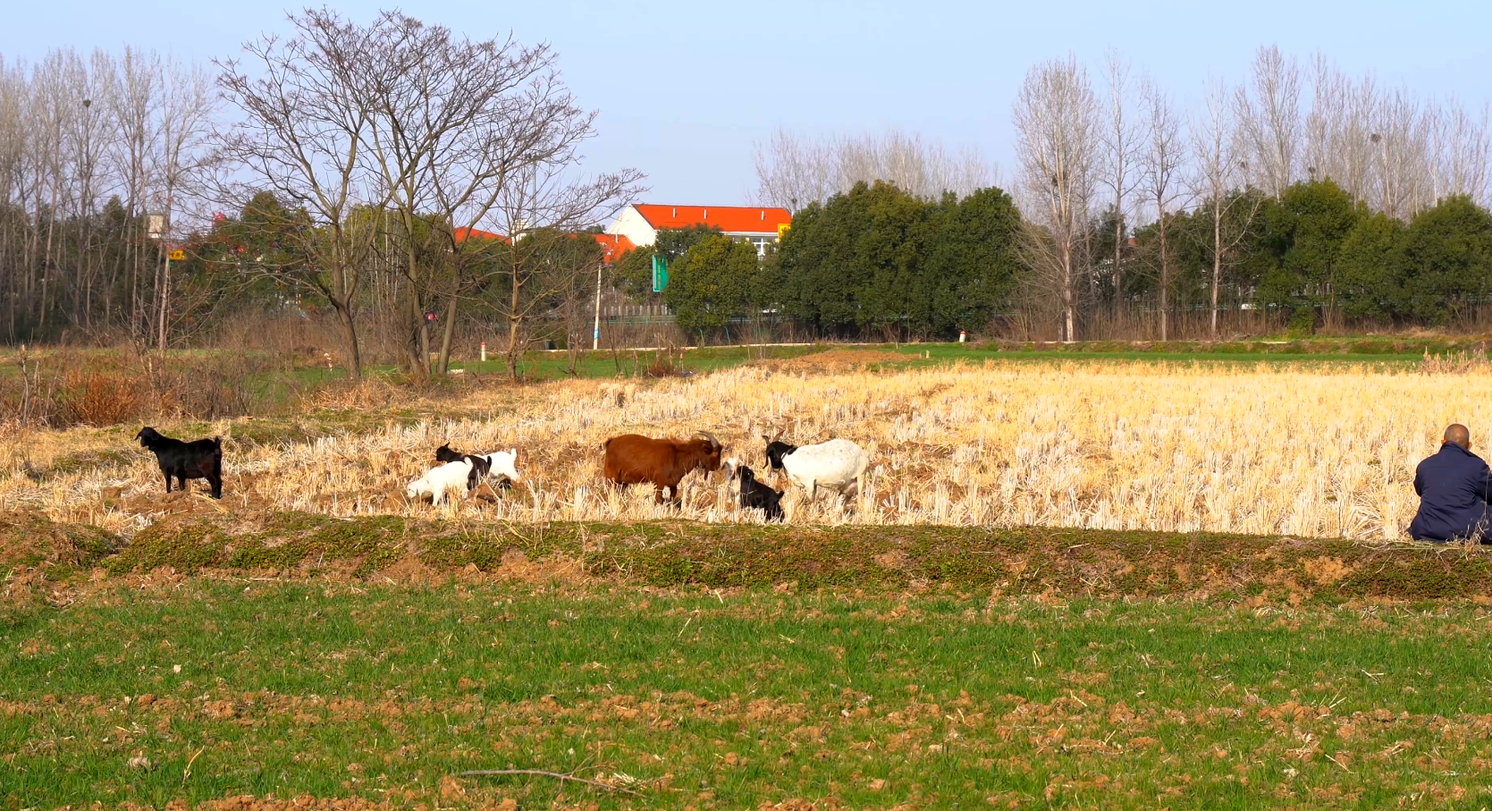 4K农村田野农户放羊羊群山羊羊吃草视频的预览图