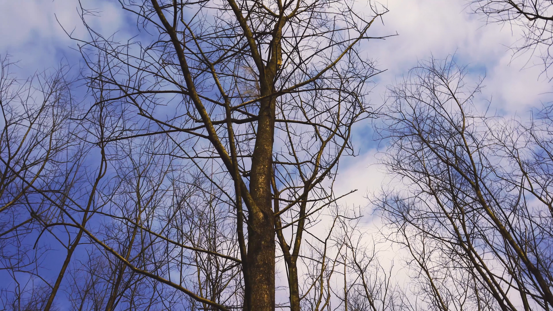 4k实拍唯美冬日枯木树枝仰拍空镜头视频的预览图