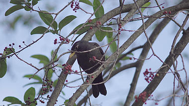 4k春天花树上欢乐觅食的小鸟视频的预览图