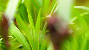 4K实拍春天阳光下的小草植物特写镜头视频的预览图