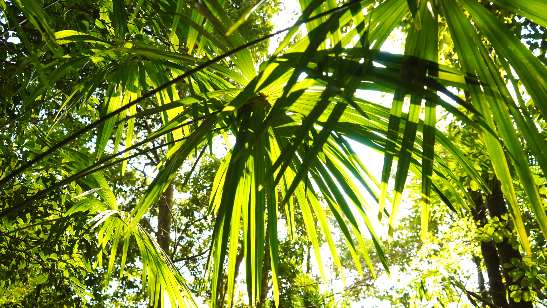 4K实拍春天春日风光阳光照耀下的绿树植物空镜视频的预览图