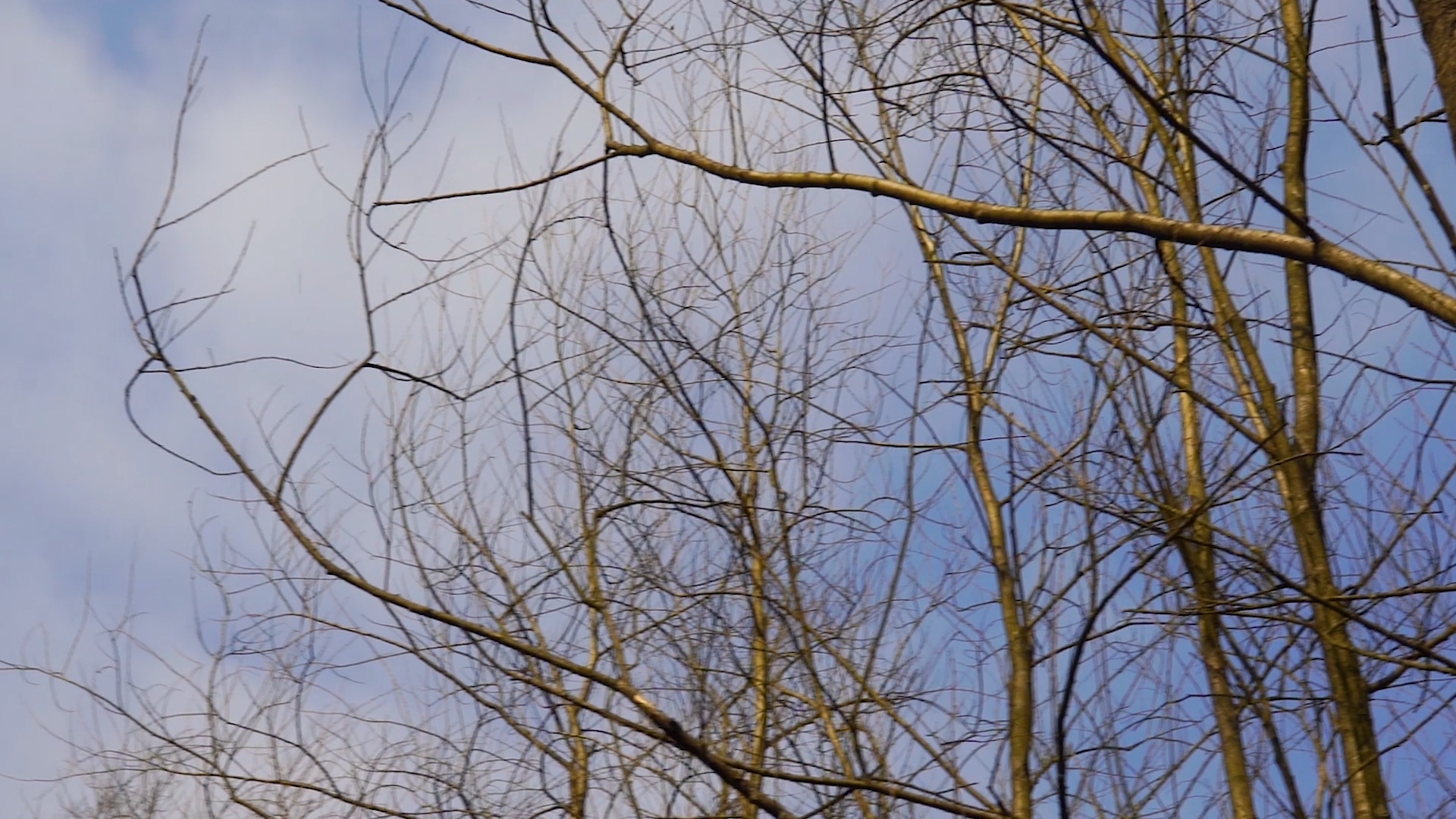 4K实拍冬季蓝天树林空镜头视频的预览图