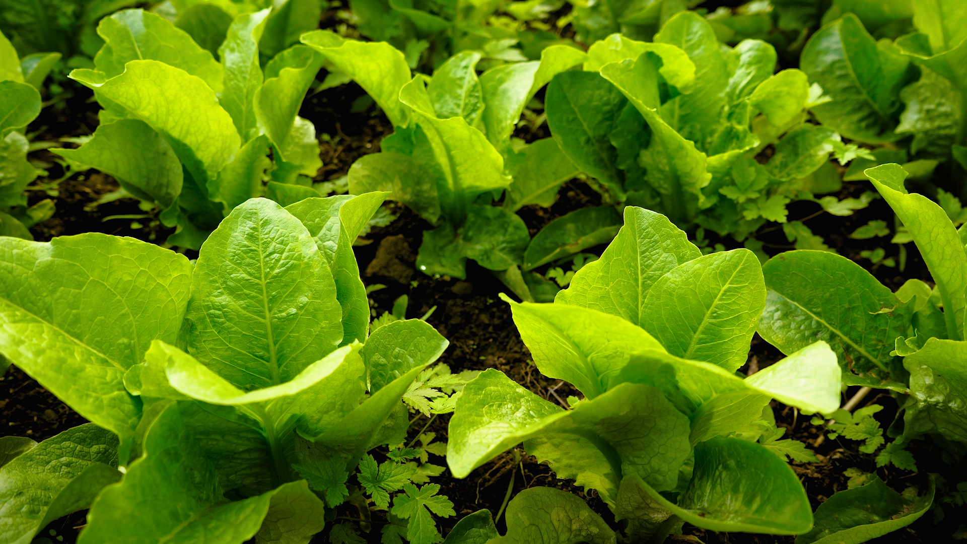 4K实拍菜地里的新鲜绿色有机蔬菜青菜农作物视频的预览图