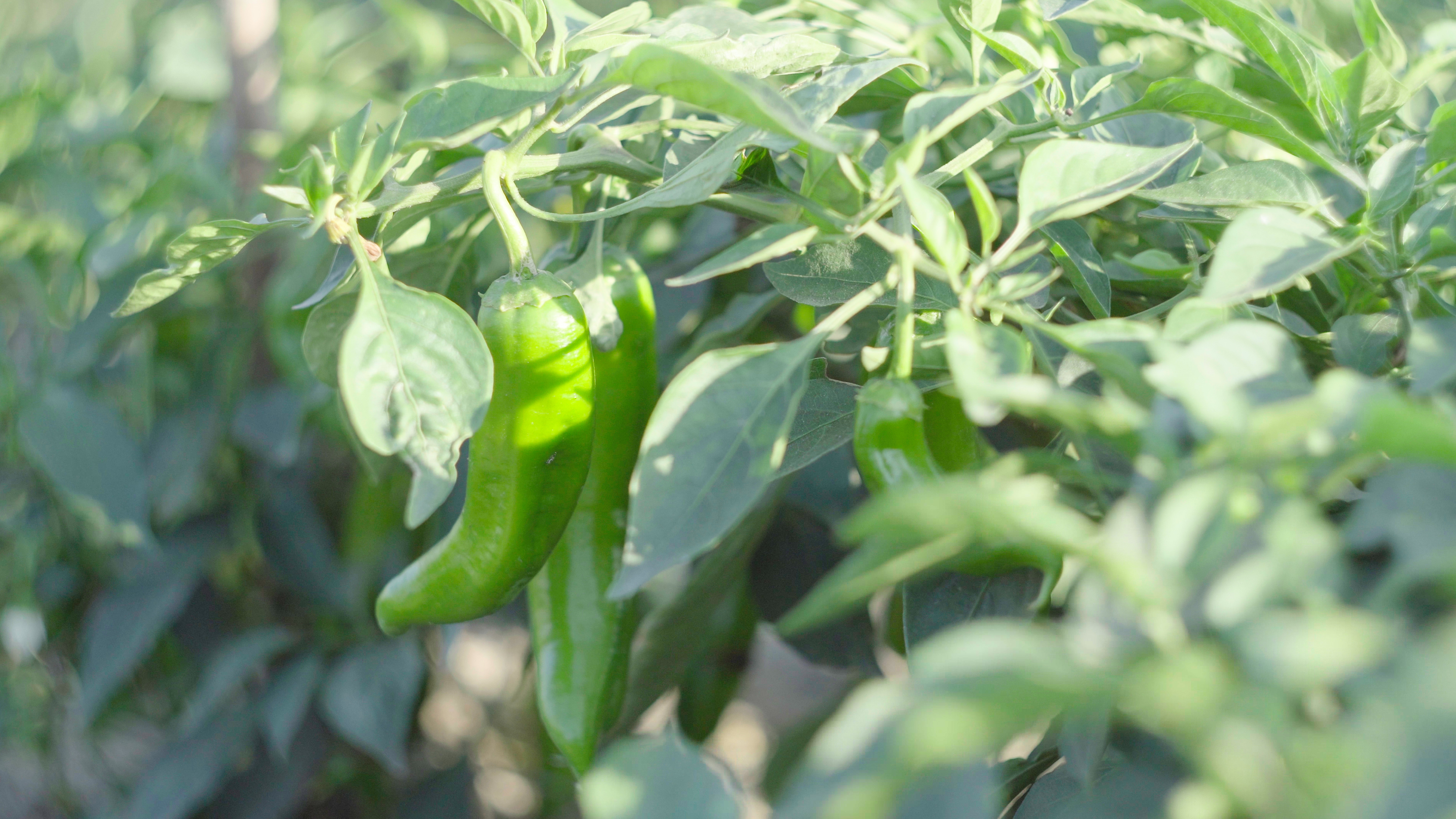 4k菜园里茁壮成长的青椒农作物实拍视频的预览图