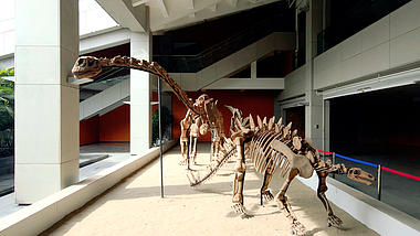 4k博物馆内的恐龙化石展馆视频视频的预览图