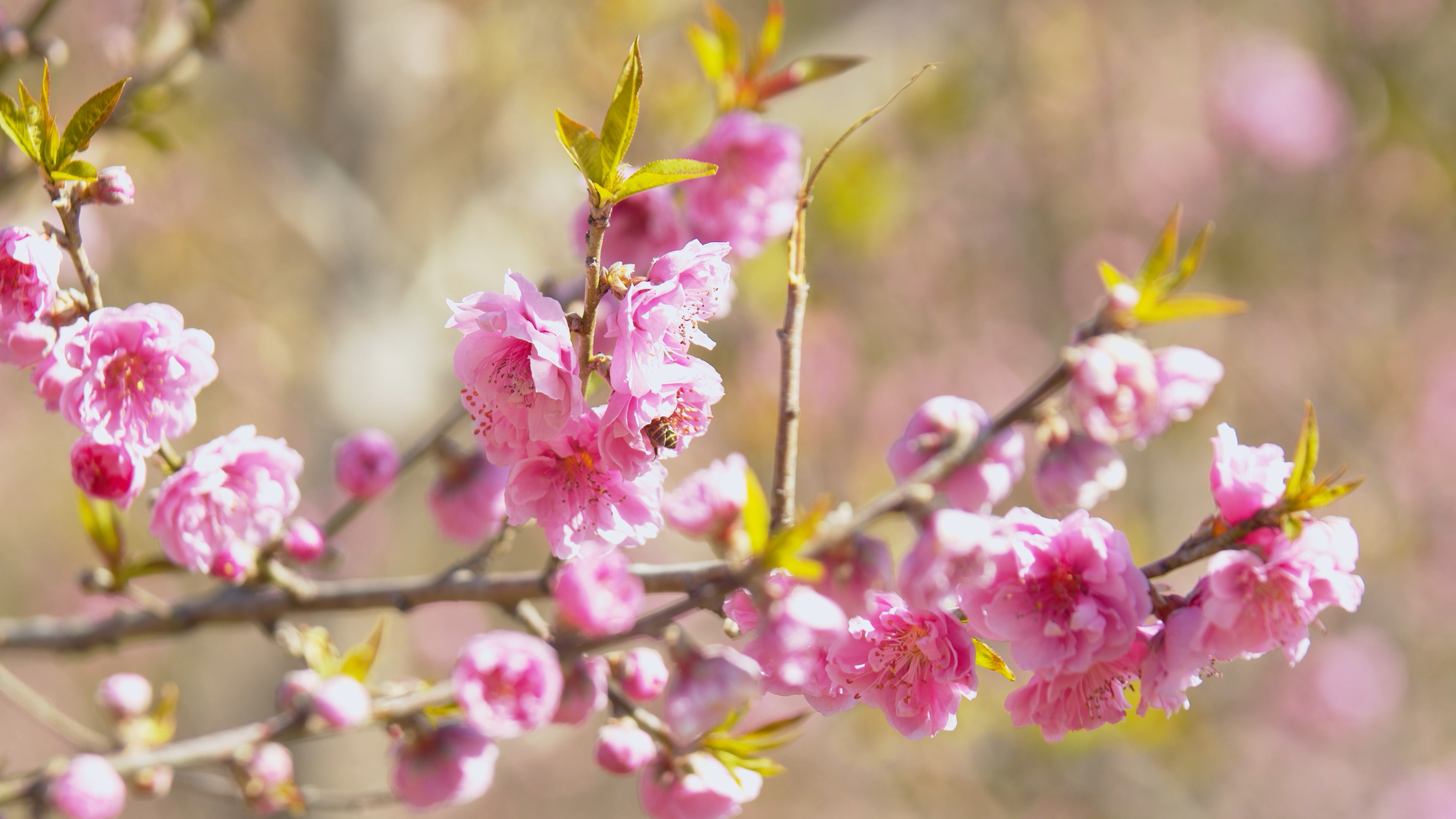 4K实拍春天蜜蜂在花朵上采蜜风景视频素材视频的预览图