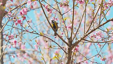 4K实拍春天小鸟在开满花的树上视频素材视频的预览图