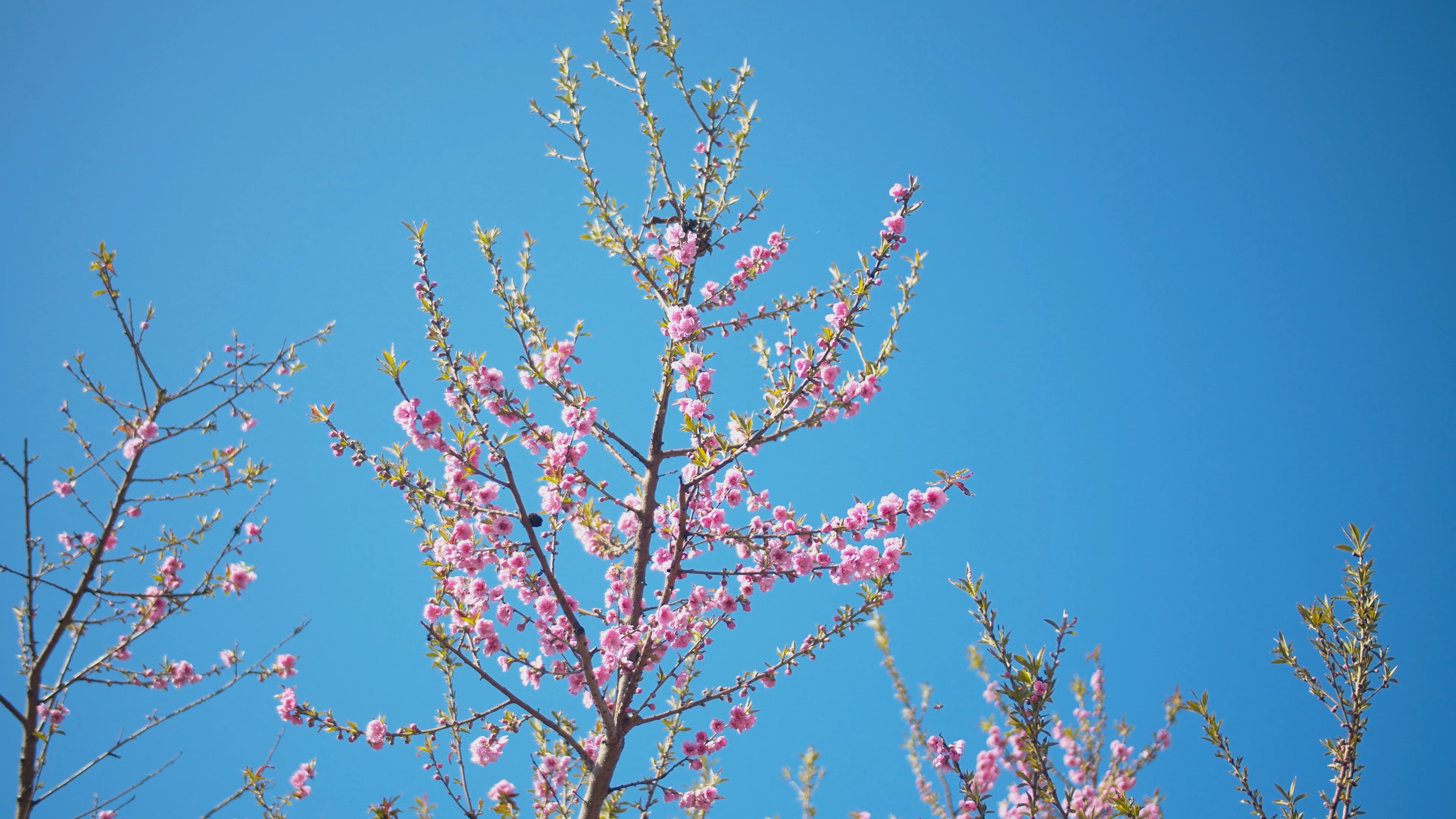 4K实拍春天蓝天下开满枝头的桃花视频素材视频的预览图
