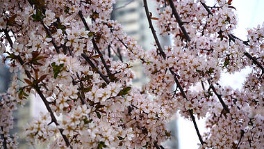 4K实拍唯美春天樱花盛开自然风景视频视频的预览图