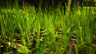 4K实拍春天唯美阳光下的植物小草空镜视频的预览图