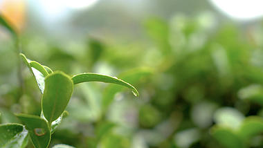 4k实拍茶园茶树叶上的水滴特写视频的预览图