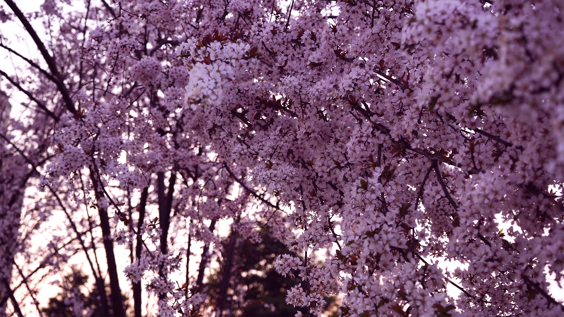 4K实拍春天黄昏下的樱花林风景视频视频的预览图