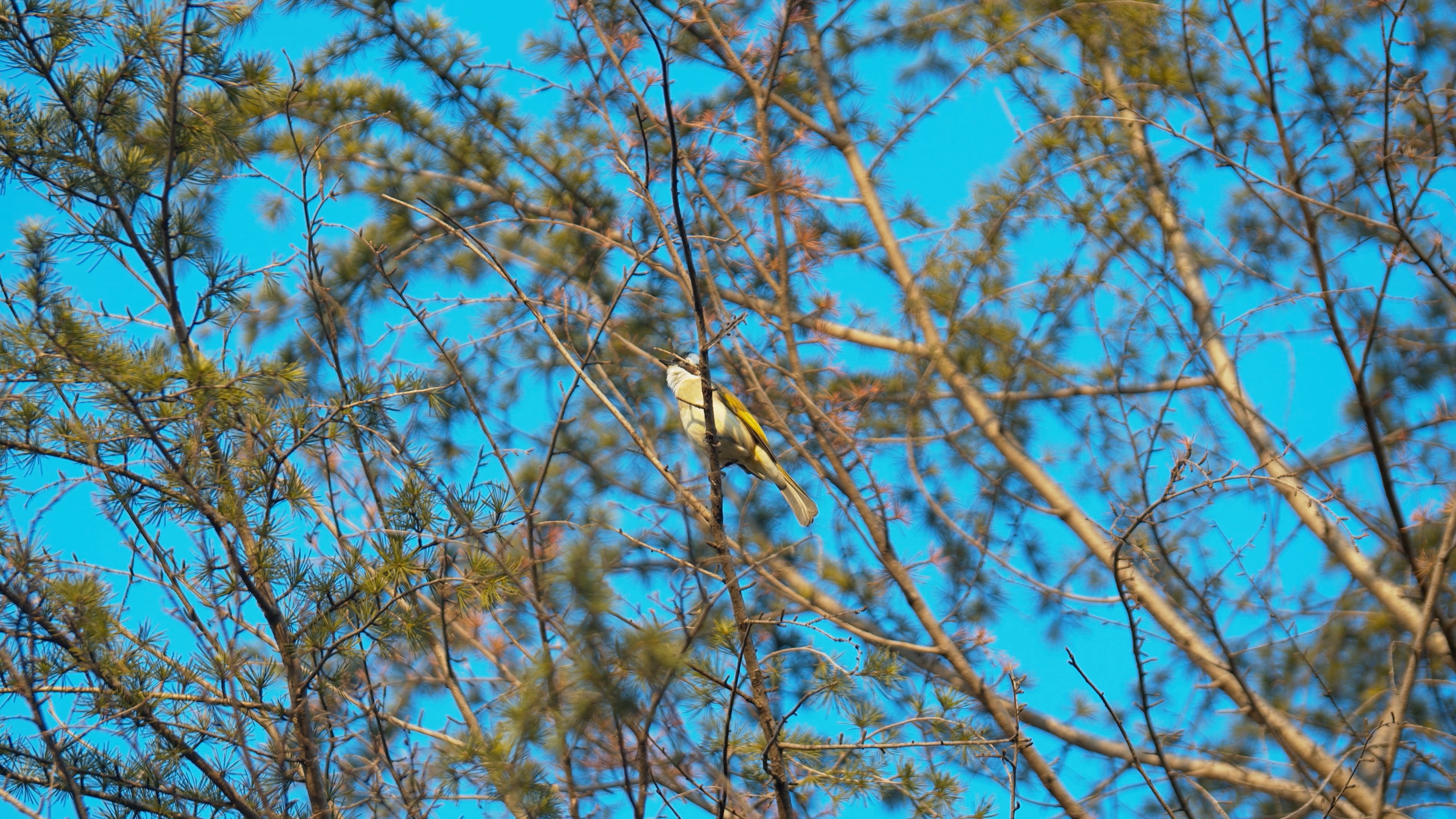 4K实拍春天在树上的鸟儿视频素材视频的预览图