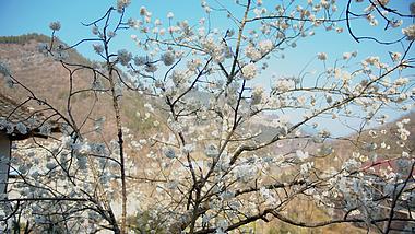 4K实拍春天农村瓦房背后的樱花花朵树视频素材视频的预览图