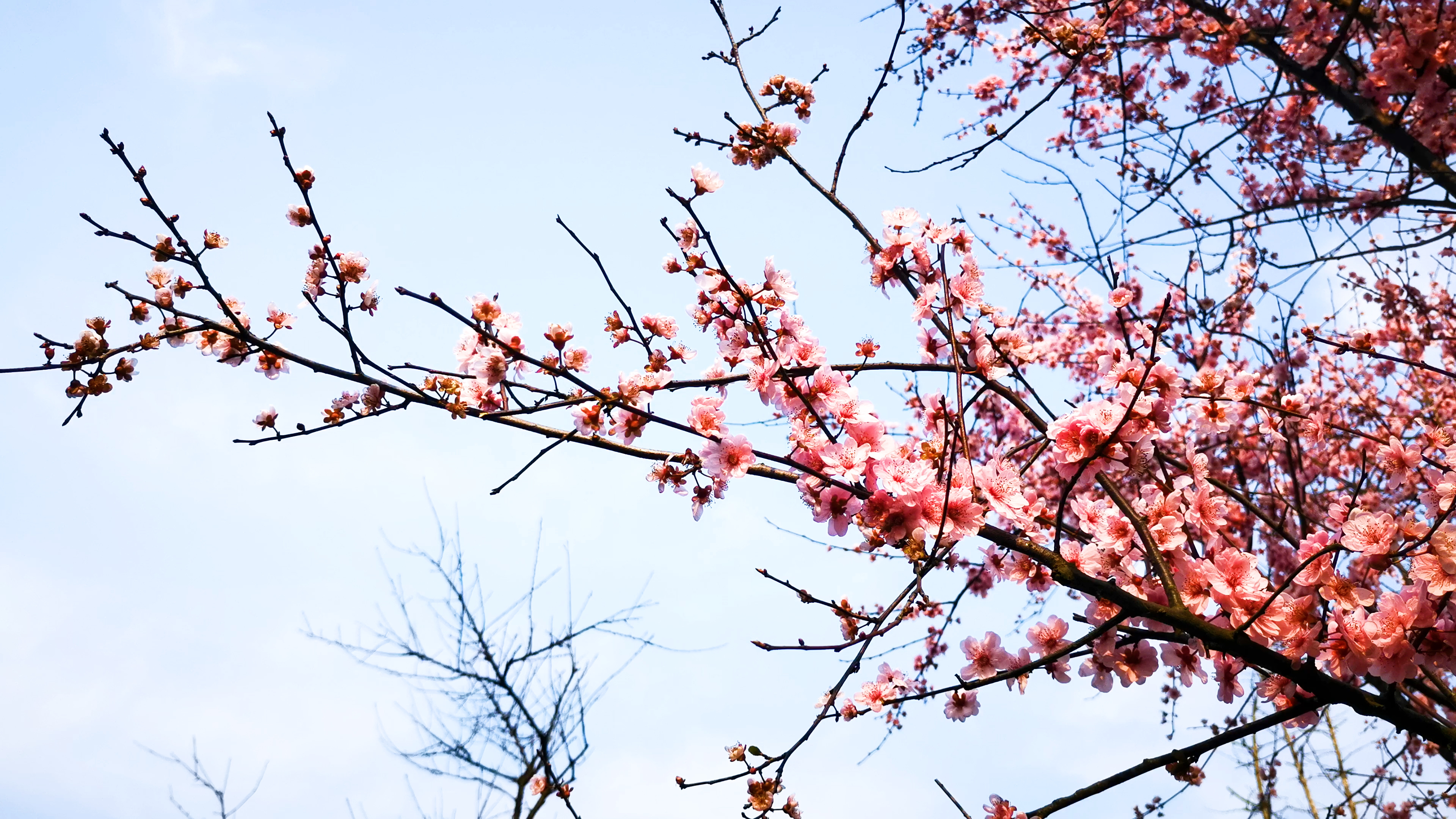 4K实拍春天桃花盛开得枝头风景视频视频的预览图