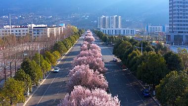 4K航拍城市道路上盛开的樱花视频素材视频的预览图