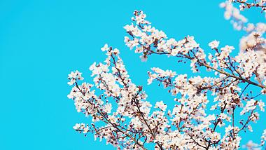 4K实拍蓝天下盛开的樱花花朵自然风景视频素材视频的预览图