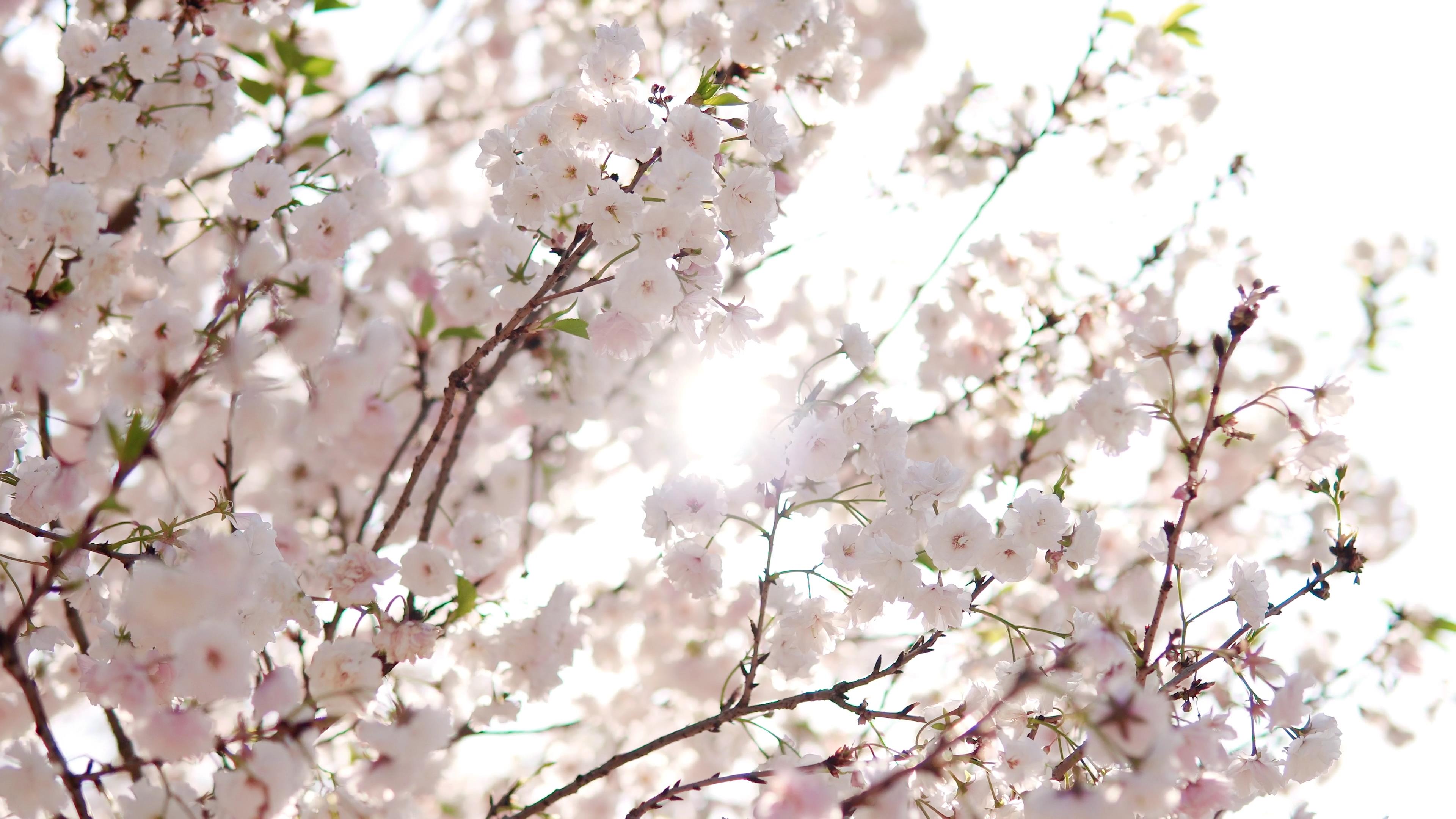 4k唯美小清新逆光春天自然盛开樱花树视频的预览图