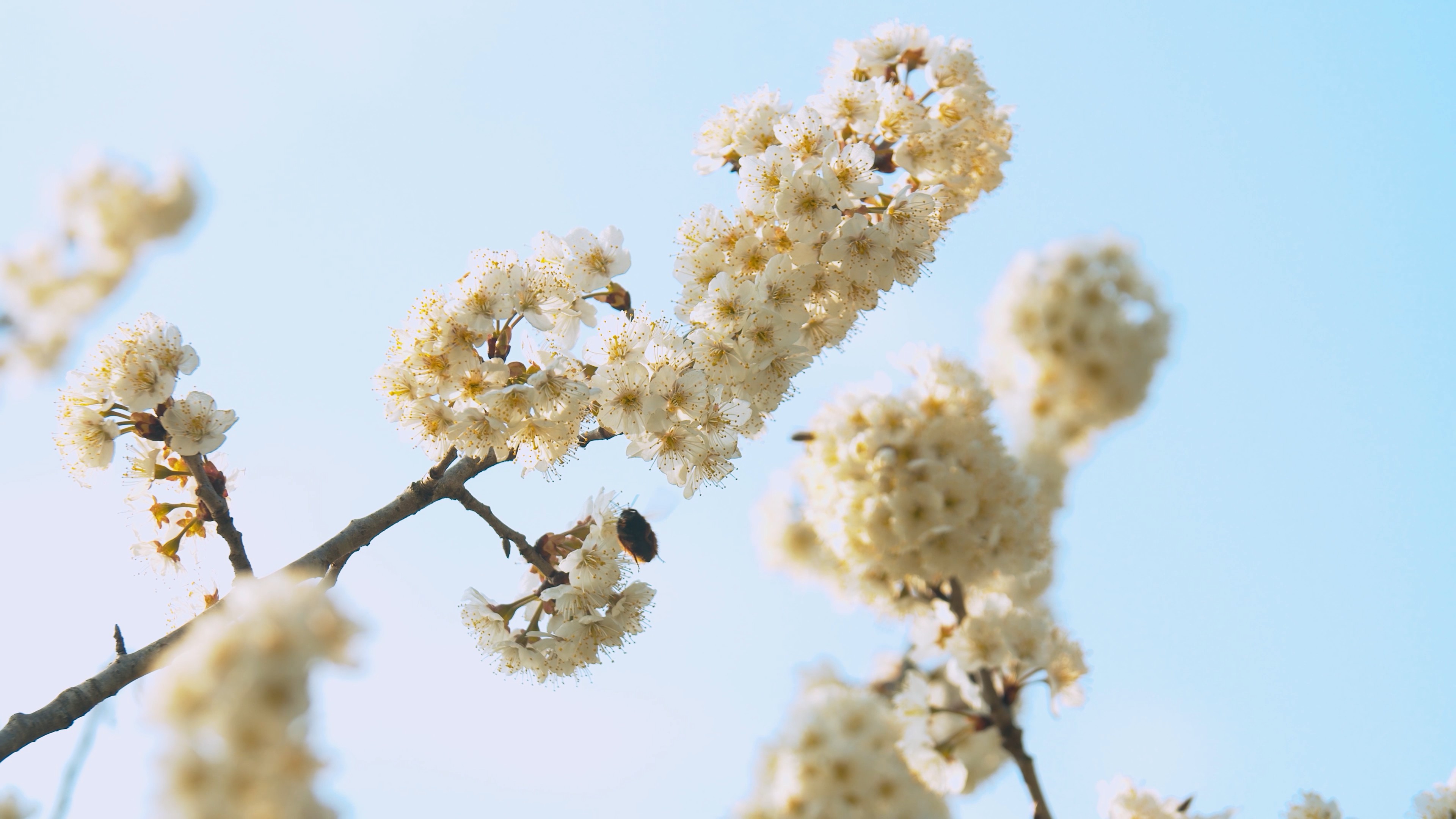 4K实拍春天蜜蜂在花朵上采蜜视频素材视频的预览图