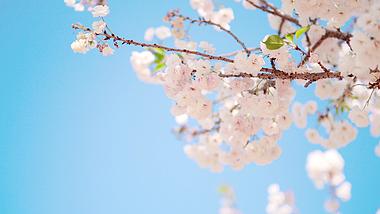 4k春天天空自然背景上盛开日本樱花视频的预览图