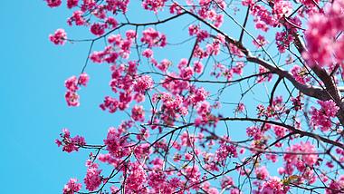 4k春天天空背景上盛开广州樱花花朵视频的预览图