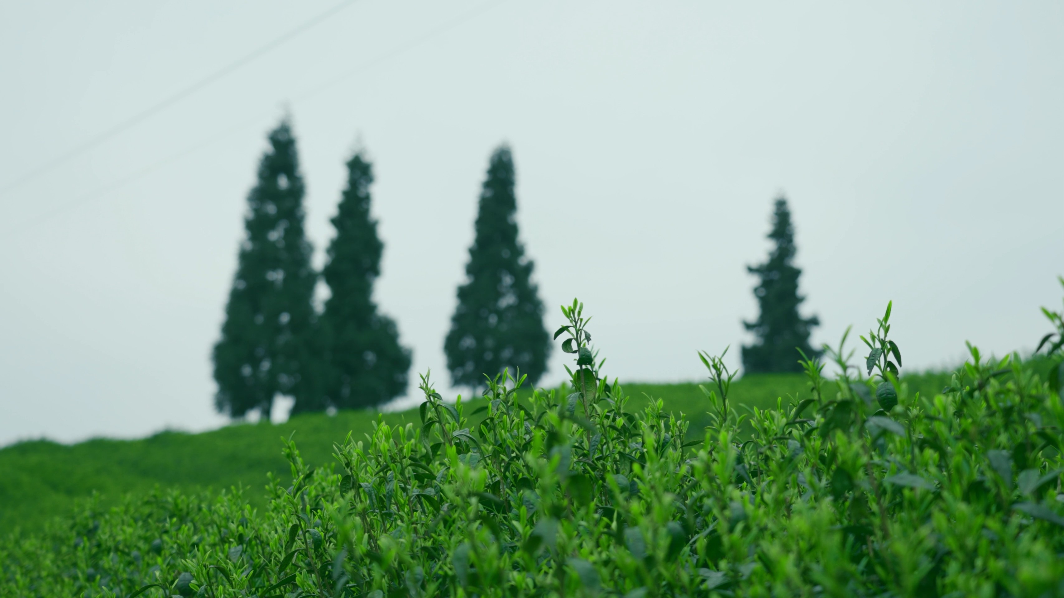 4k春天翠绿茶叶茶园种茶基地实景实拍视频的预览图