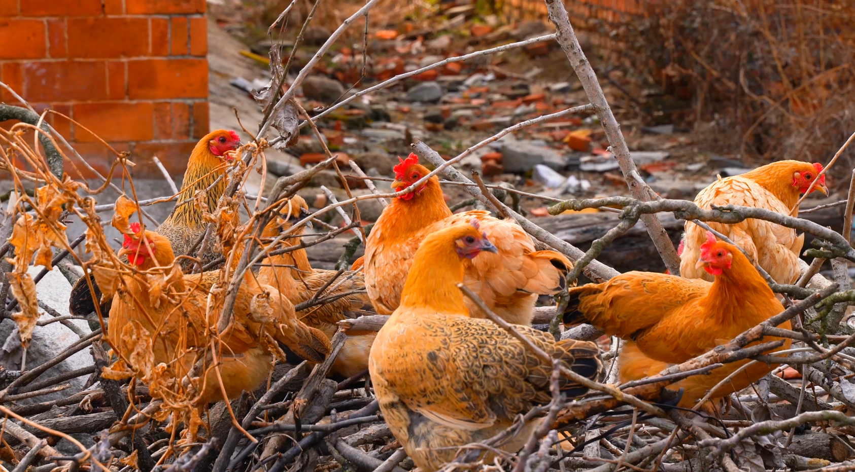4K土鸡公鸡母鸡家禽鸡群生态养鸡鸡觅食农家乐农业视频视频的预览图