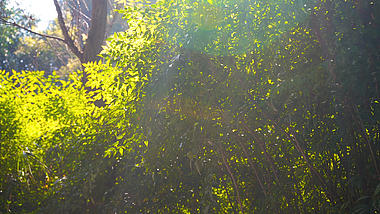 4K春天春日阳光下绿树植物视频的预览图